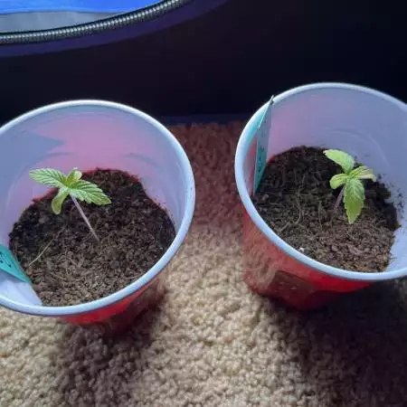 Girl Scout Cookies 