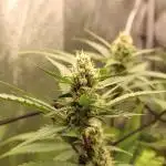 Diablos Delight's XL