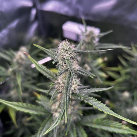 Gorilla Cookies Auto