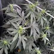 Gorilla Cookies Auto