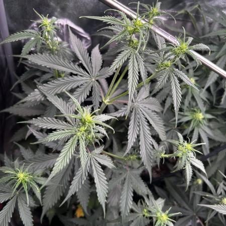 Gorilla Cookies Auto