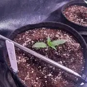 Gorilla Cookies Auto