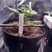 Gorilla Cookies Auto