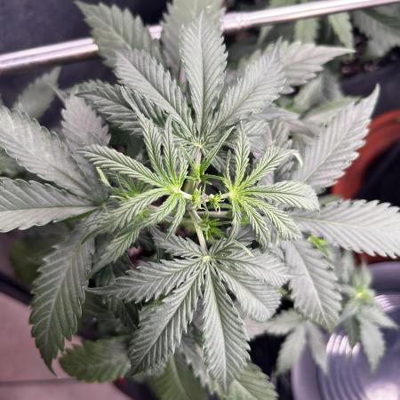 Gorilla Cookies Auto