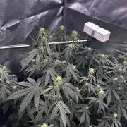 Gorilla Cookies Auto