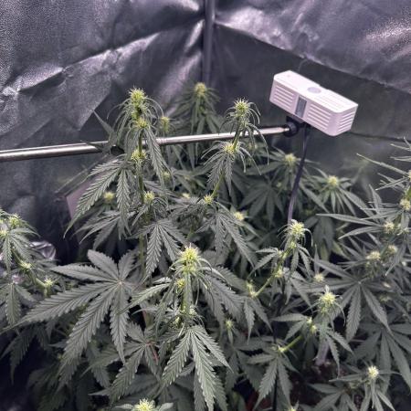 Gorilla Cookies Auto