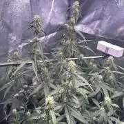 Gorilla Cookies Auto