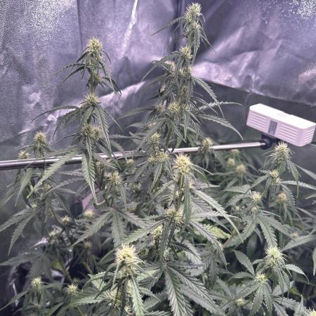 Gorilla Cookies Auto