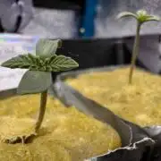 Jelly Sickle & Space Guava