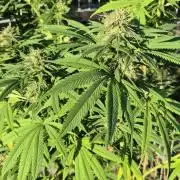 Fruit Spirit RQS