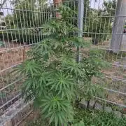 Fruit Spirit RQS