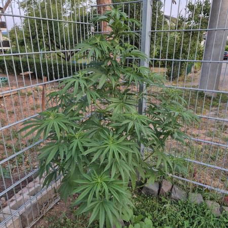 Fruit Spirit RQS