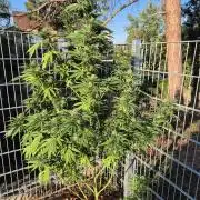 Fruit Spirit RQS
