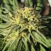 Fruit Spirit RQS
