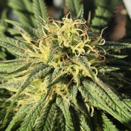 Fruit Spirit RQS