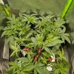 Choco Haze&Royal Gorilla&Bruce Banner3