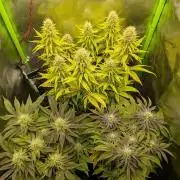 Choco Haze&Royal Gorilla&Bruce Banner3