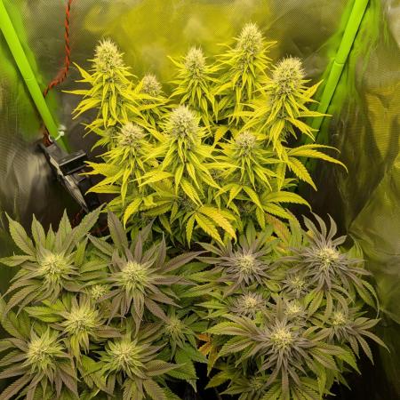 Choco Haze&Royal Gorilla&Bruce Banner3