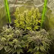 Choco Haze&Royal Gorilla&Bruce Banner3