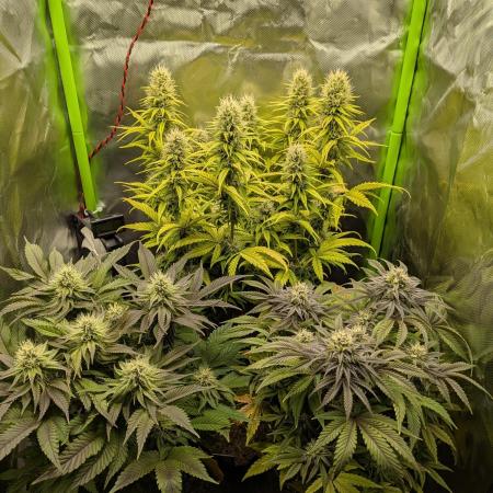 Choco Haze&Royal Gorilla&Bruce Banner3