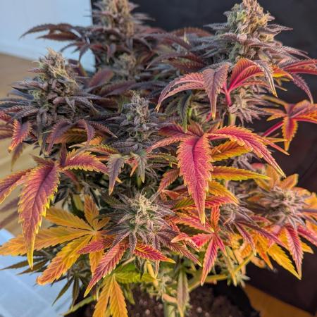 Choco Haze&Royal Gorilla&Bruce Banner3