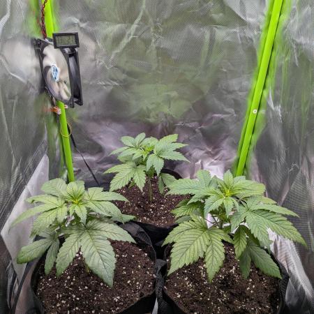AK47 & White Russian (Serious Seeds)