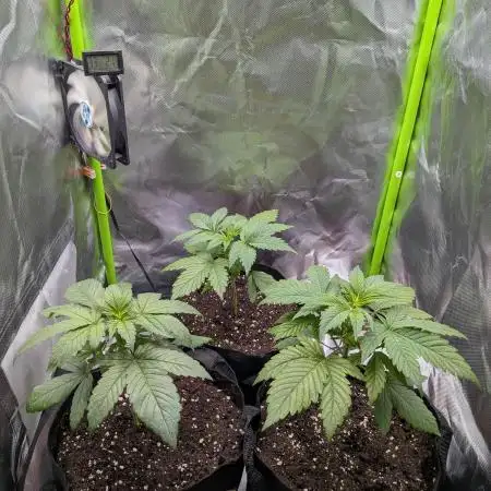 AK47 & White Russian (Serious Seeds)