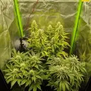 Choco Haze&Royal Gorilla&Bruce Banner3