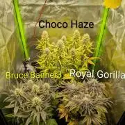 Choco Haze&Royal Gorilla&Bruce Banner3
