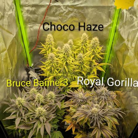 Choco Haze&Royal Gorilla&Bruce Banner3