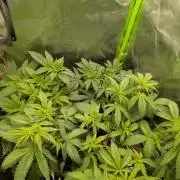 Choco Haze&Royal Gorilla&Bruce Banner3