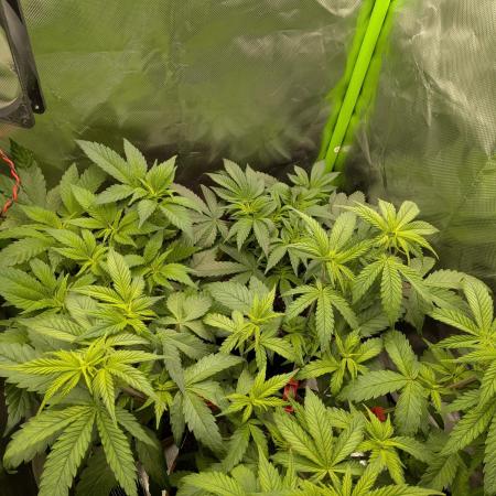 Choco Haze&Royal Gorilla&Bruce Banner3