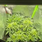 Choco Haze&Royal Gorilla&Bruce Banner3