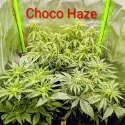 Choco Haze&Royal Gorilla&Bruce Banner3