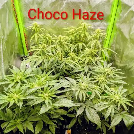 Choco Haze&Royal Gorilla&Bruce Banner3
