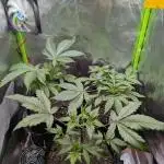 Choco Haze&Royal Gorilla&Bruce Banner3