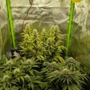 Choco Haze&Royal Gorilla&Bruce Banner3