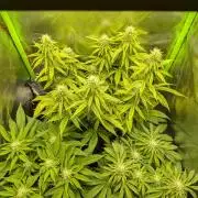 Choco Haze&Royal Gorilla&Bruce Banner3