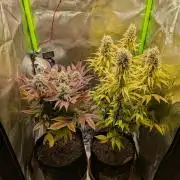 Choco Haze&Royal Gorilla&Bruce Banner3