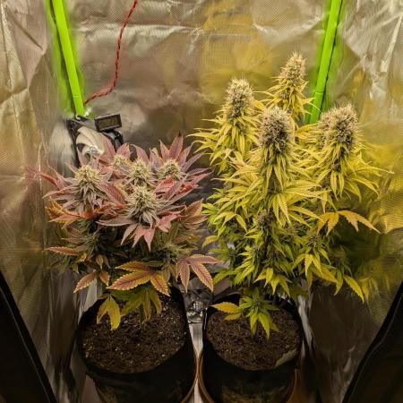 Choco Haze&Royal Gorilla&Bruce Banner3