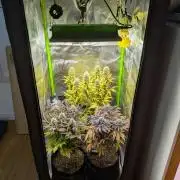 Choco Haze&Royal Gorilla&Bruce Banner3