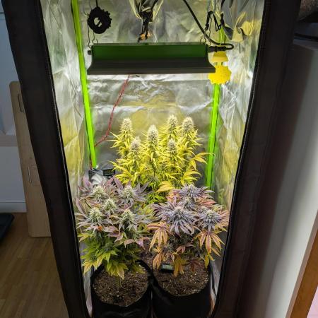 Choco Haze&Royal Gorilla&Bruce Banner3