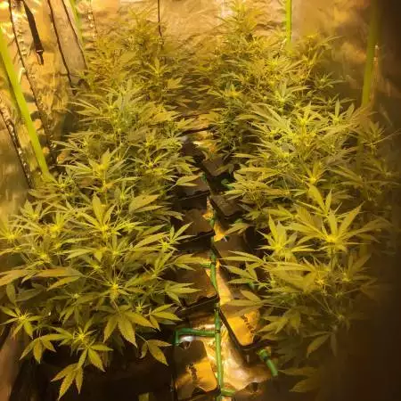 2 x 600w hid 1 x 315w hid