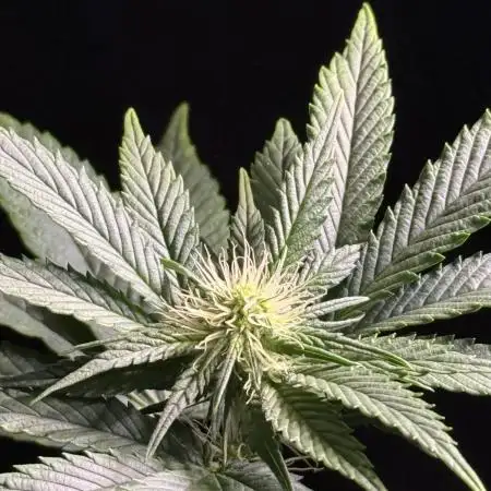 Organic Zookies?