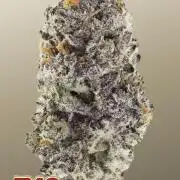 Z42 ✨