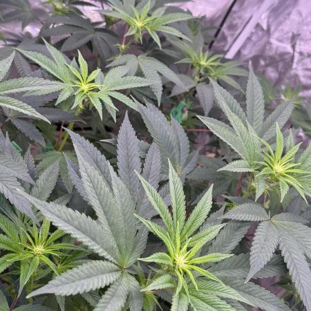GDP