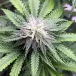 #PimpMyGrow