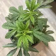 Z42 ✨