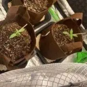 3 Plants Auto Think Different