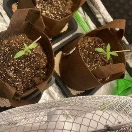 3 Plants Auto Think Different